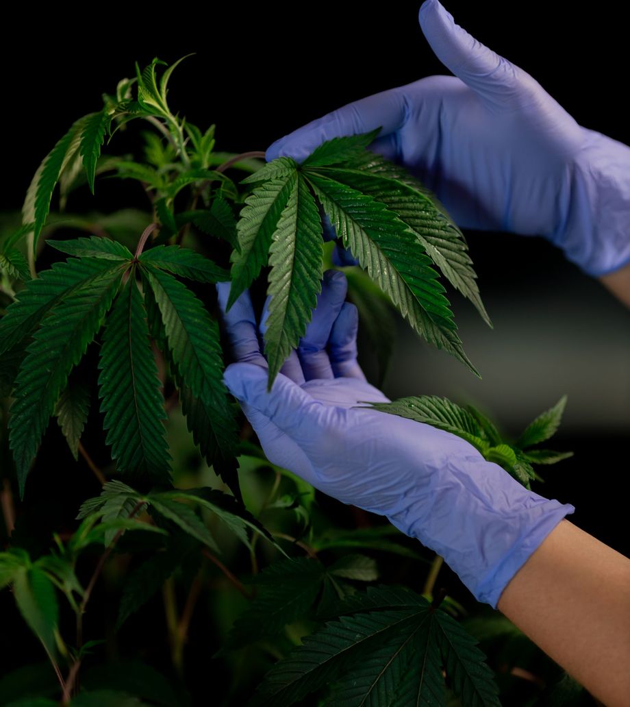 Gloved hands examining the leaves of a cannabis plant